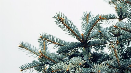 christmas background with christmas branches and decorations