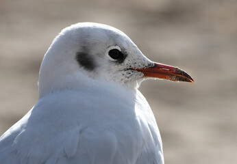 mouette rieuse portrait de profil