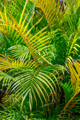 Close-up palm leaves in various shades of green with yellow tips, highlighting the natural beauty and gradual aging process of the plant
