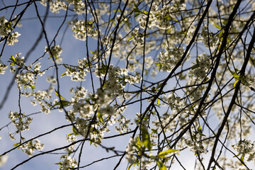 sunny weather in an orchard with cherries