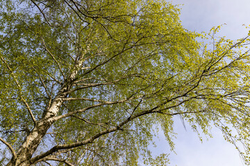 new green birch foliage in spring against a gray sky
