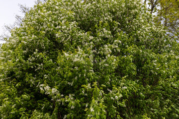 a flowering bird cherry tree in windy cloudy weather