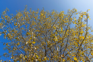 beautiful foliage of trees in spring against a blue sky background