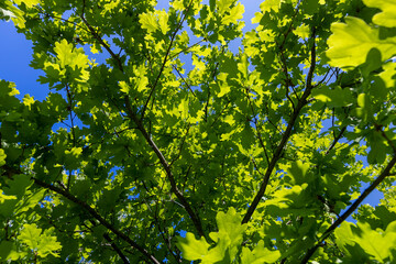oak leaves in spring with blue sky