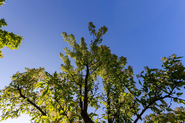 a beautiful maple tree in May in spring