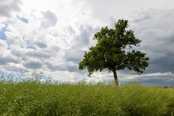 Obraz premium a tree growing in a rapeseed field in cloudy weather