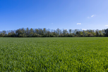 green wheat sprouts in a farmer's field
