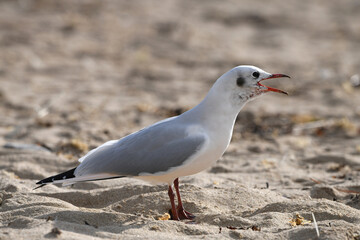 mouette rieuse