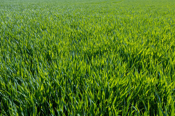 green wheat sprouts in a farmer's field