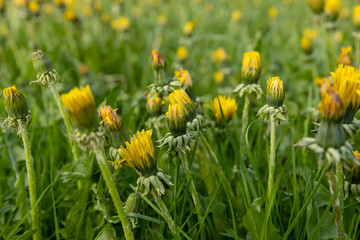 dandelion flowers are closed in the grass in the morning