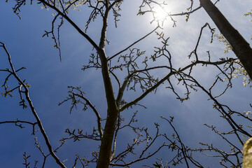 sunny weather in an orchard with walnuts