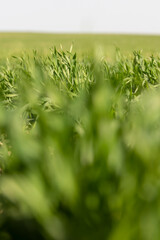winter frost-resistant wheat is green in early spring