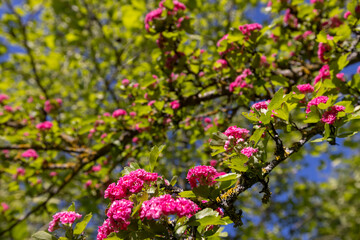 spring trees during flowering close-up