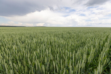 a field with unripe wheat before a thunderstorm