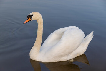 Fototapeta premium a white swan in the sunlight in spring