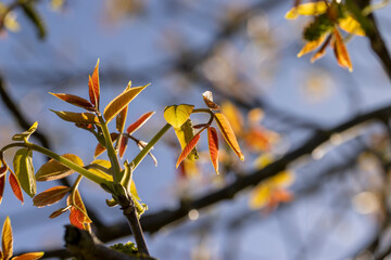 sunny weather in an orchard with walnuts
