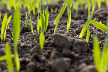 green sprouts of frost-resistant wheat, close-up