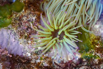 A vibrant sea anemone with yellow-green tentacles and soft pink tips radiates outward, surrounded by a richly textured underwater reef