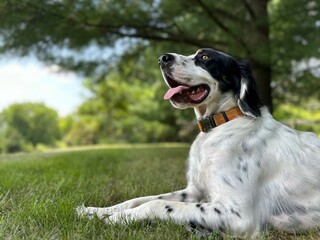 Setter Llewellyn standing, lying down, guarding and looking away in front of house with a beautiful landscape of trees, greenery, sky and clouds _ Setter Llewellyn dog with nature background 