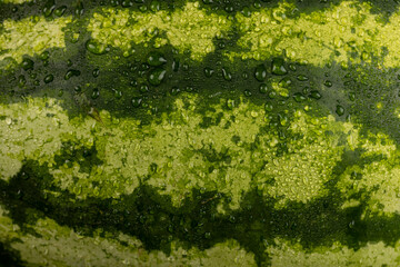 details of a multicolored watermelon peel covered with drops of water