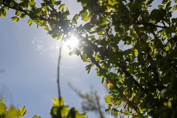 growing edible gooseberry berries in rural areas