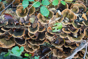 Pilze mit blassen Kappen und langen orangefarbenen Stängeln, die in einem Cluster wachsen