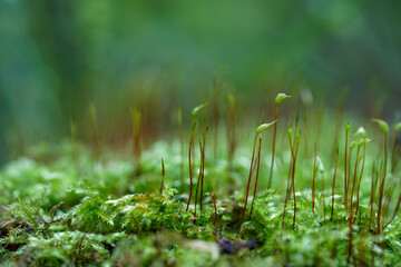 Thin, delicate stems rise up from the lush, green moss, creating a tranquil and natural forest scene