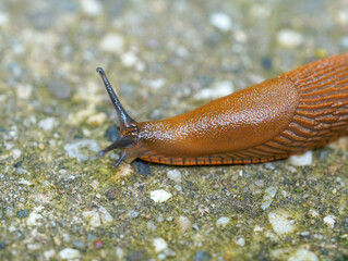 A brown slug is moving across a rough, textured surface