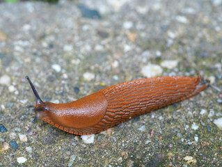 Orangenschnecke krabbelt auf dem Boden