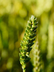 A detailed shot of a lush green wheat ear against a blurred background