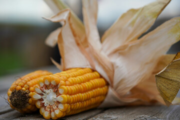 A close-up of an ear of corn with its husk partially peeled back, revealing bright yellow kernels, resting on a wooden surface