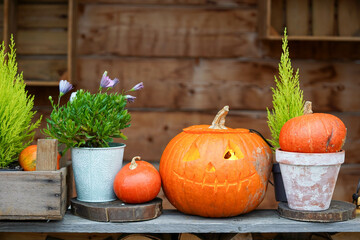 A carved pumpkin with a cheerful face is surrounded by smaller pumpkins and potted plants, set...