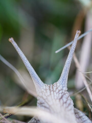 The snail’s tentacles are extended as it moves through grass and straw