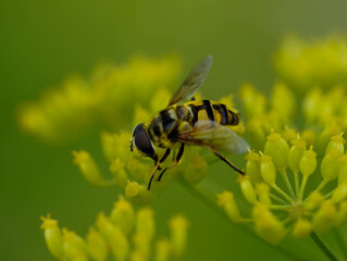A bee sits on a yellow flower, focused on collecting nectar