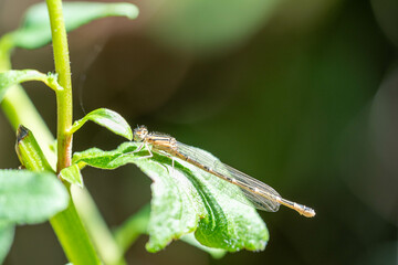A delicate dragonfly rests on a green leaf, basking in the sunlight