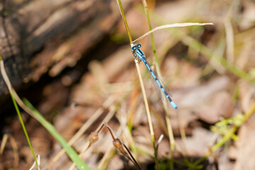 A blue dragonfly is perched on a grass stem with a blurred background