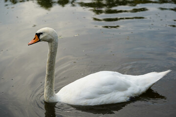 A graceful white swan glides calmly across the water