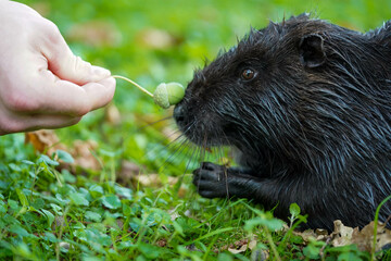 A nutria attentively sniffs a green treat offered by a hand