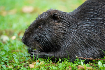 Ein schwarzer pelziger Nagetier ruht auf grünem Gras