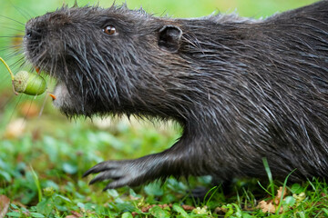 The photograph captures a close-up of a dark-furred rodent with sharp orange teeth, seemingly about...