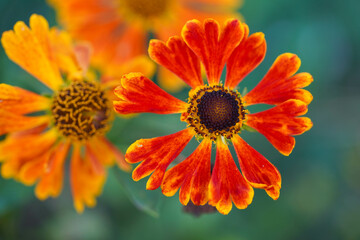 Eine helle orangefarbene Blume mit dunklem Zentrum, umgeben von lebhaften Blumen im Hintergrund
