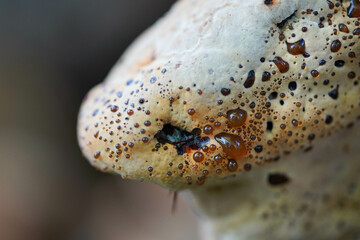 Mushroom with droplets of liquid on the surface