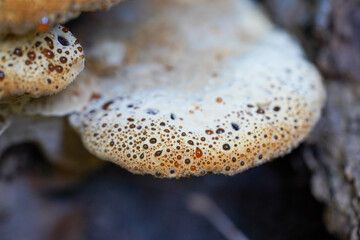 Brauner weißer Pilz mit winzigen Tropfen auf der Oberfläche