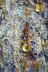 Close-up of tree sap oozing from the bark of a tree. The sap is a golden amber color, with droplets...