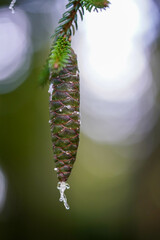 Ein mit Harz bedeckter Kiefernzapfen hängt an einem Ast, mit unscharfem Hintergrund