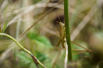 The image shows a close-up of a grasshopper clinging to a green plant stem, blending into the surrounding vegetation with its earthy tones