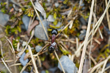 A close-up view of a black and red ant crawling over a mix of rocks, moss, and dried grass