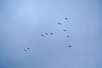 Ein Vogelschwarm fliegt in einer V-Formation über den Himmel und schafft eine ruhige und harmonische Szene