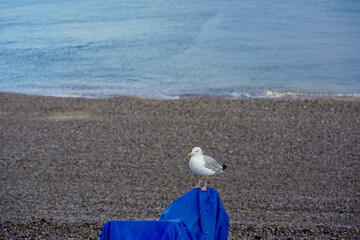 Obraz premium A seagull perches calmly on a blue cover, with a pebbled beach and the soft waves of the sea in the background