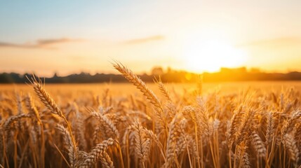 Obraz premium Yellow grain ready for harvest growing in a farm field